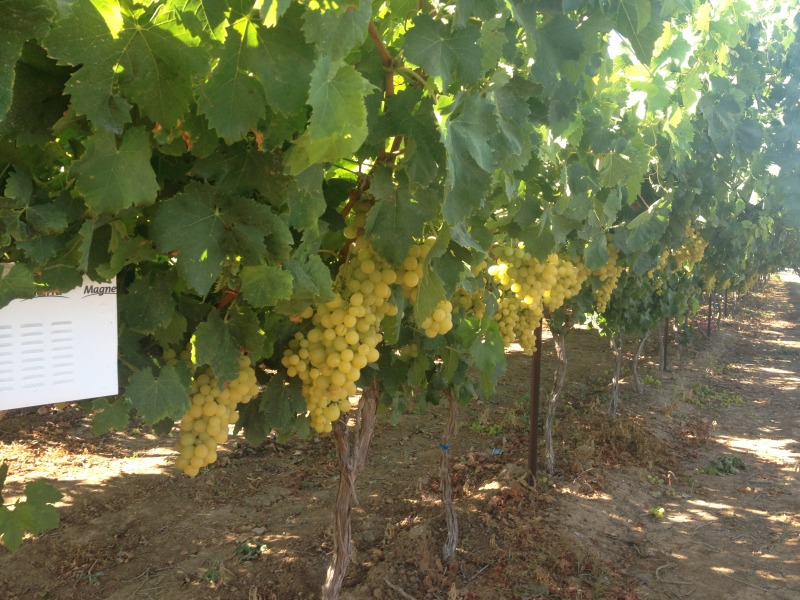 Irrigation with treated water 