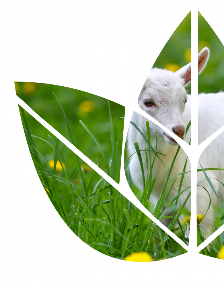 animal